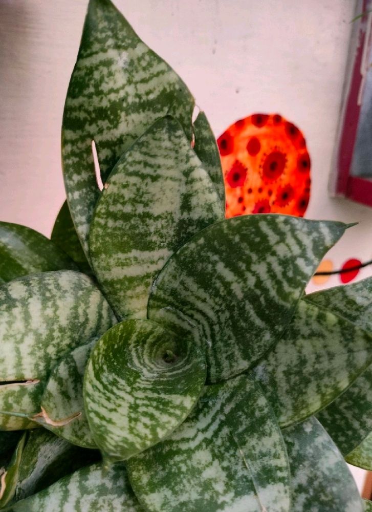 Snake plant - Air Purifier And Oxygen Enriching