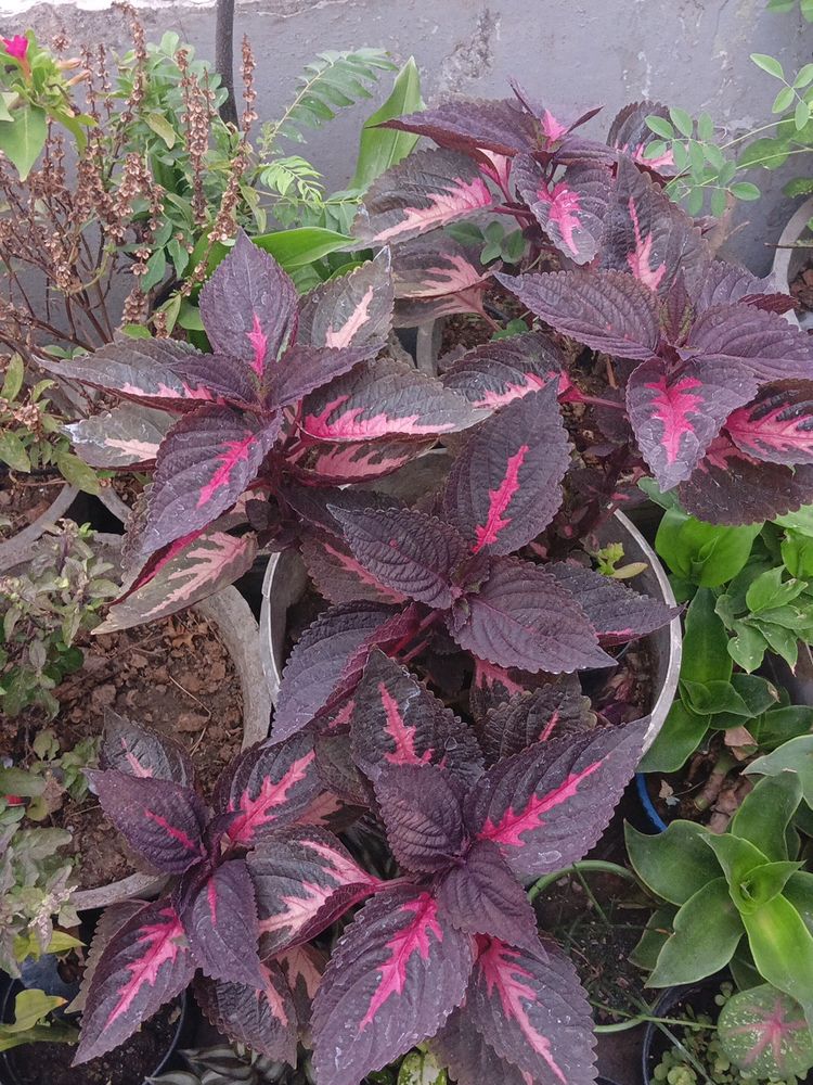 Coleus 1st Type