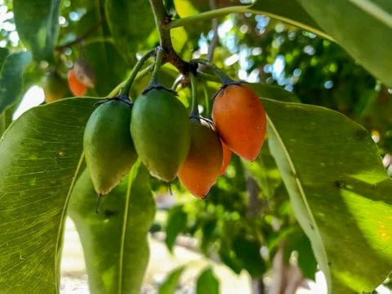 Borsali Seeds