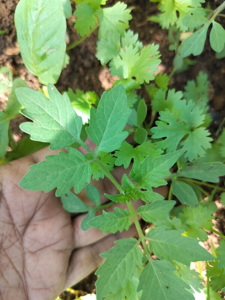 10 Healthy Tomato Plant Samplings