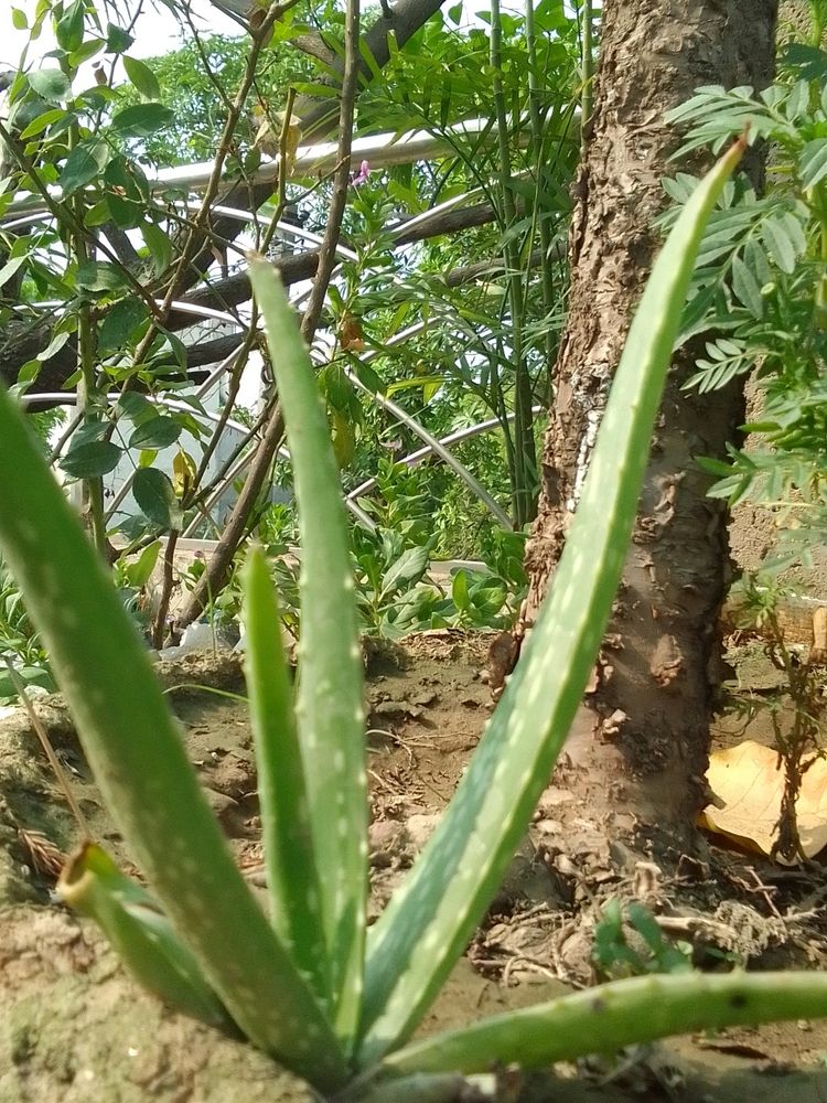 Small Aloe vera Plant