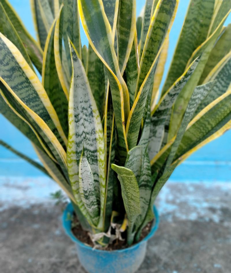 Snake Plant