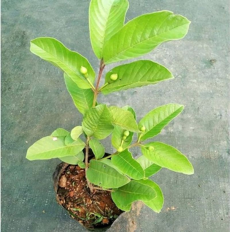 Guava Plant