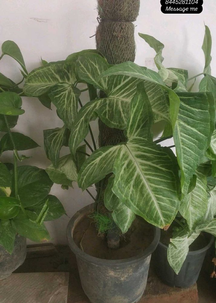 Money Plant