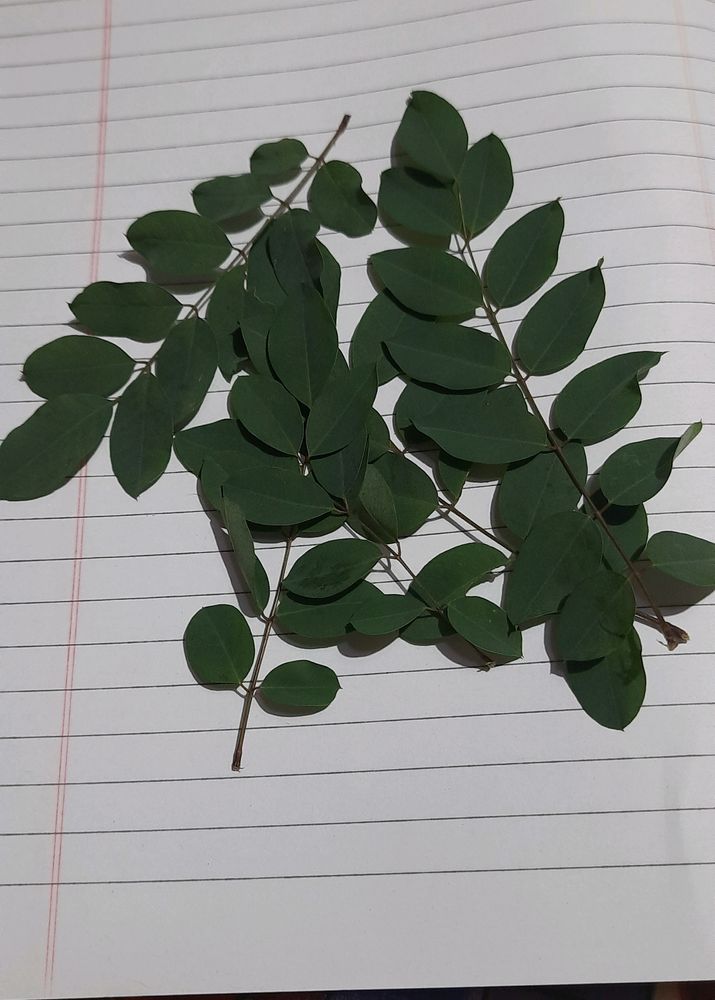 Neelamari Or Indigo Plant Leaves