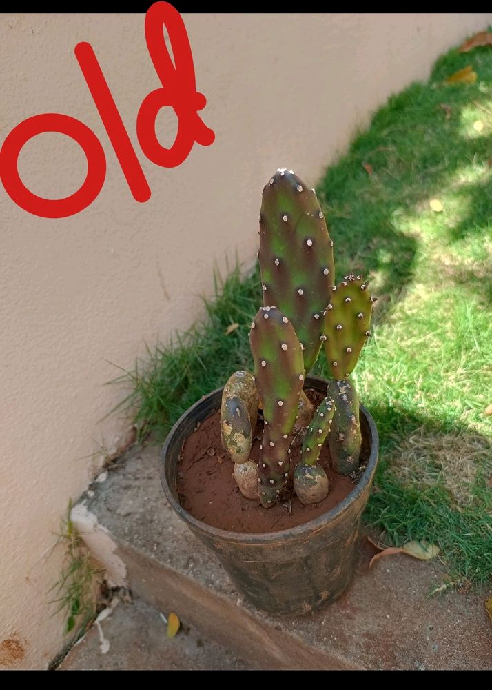 White Cactus Plant With Buds