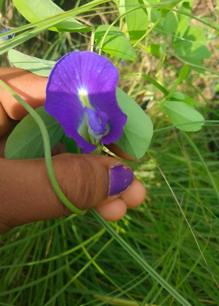 Aprajita Seeds