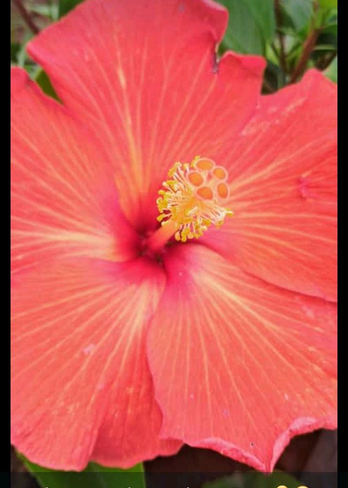 Grafted Hibiscus Combo Plant