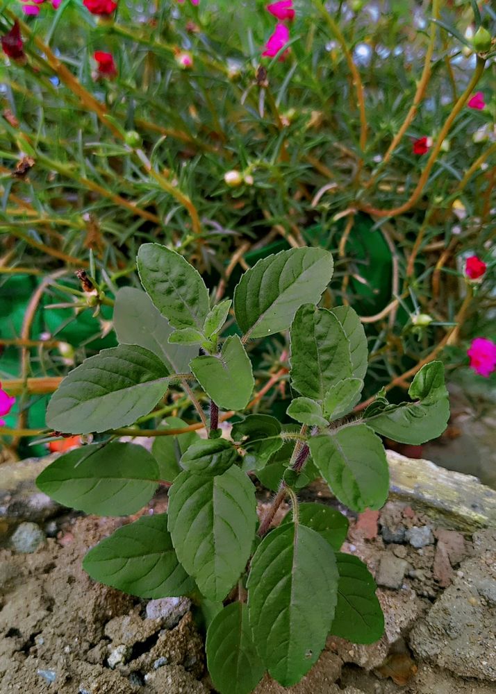 Tulsi Plant ☘️