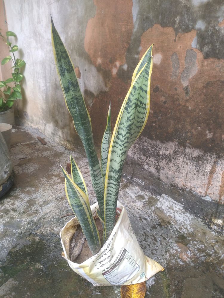 Snake Plant In Healthy Condition