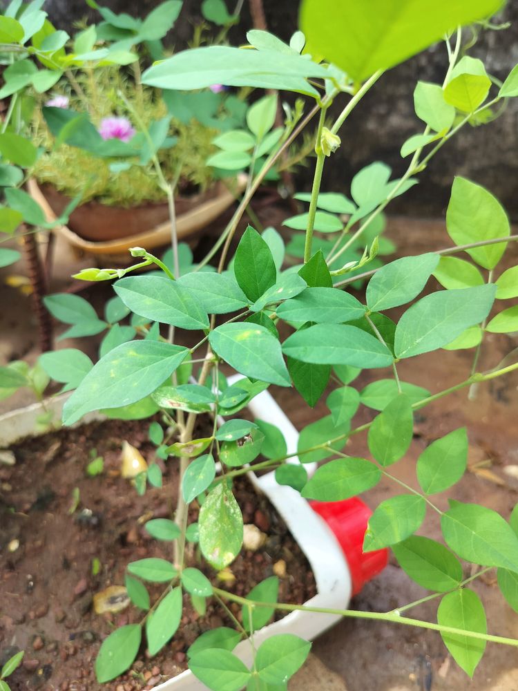 Double Petal Blue Aprajita Plant