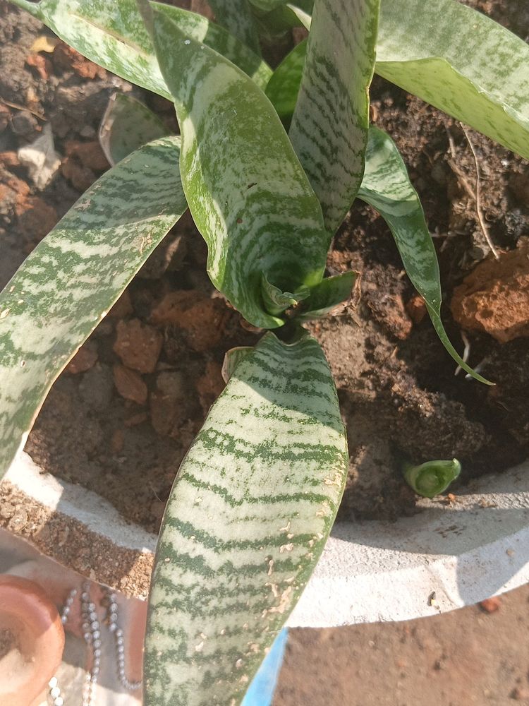 Snake Plant Live