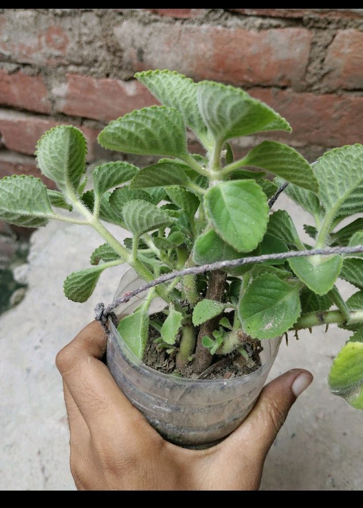 Ajwain Plant