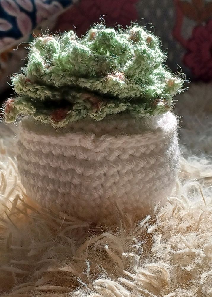 Crochet Succulent Plant