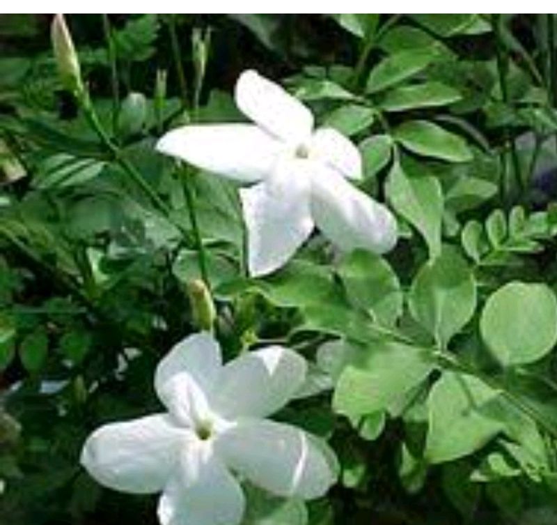 Jasmine Plant