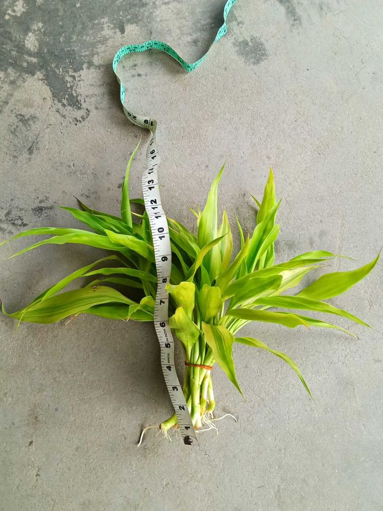 Lucky Bamboo 1'