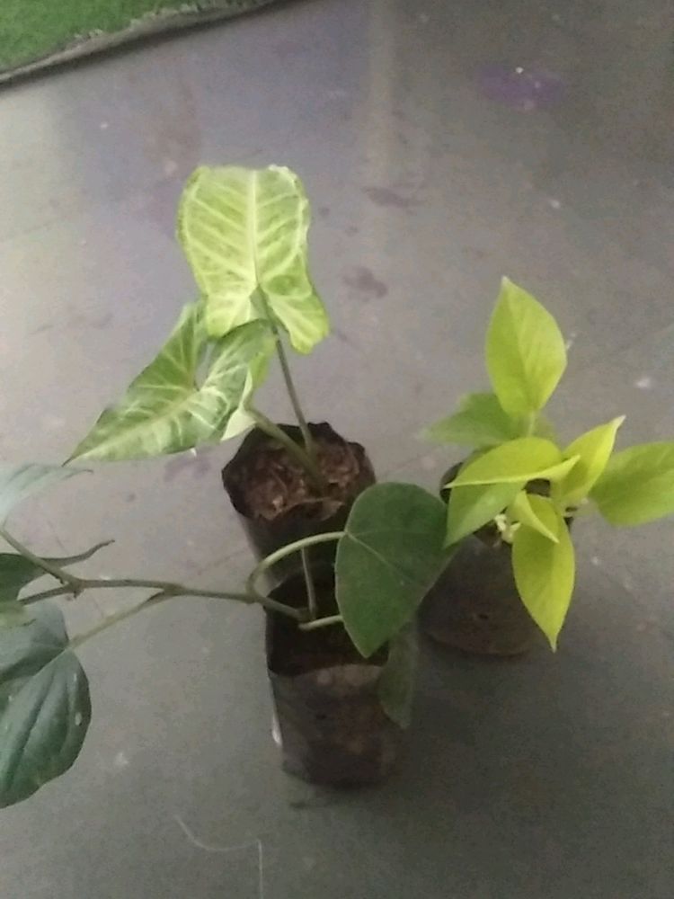 monsoon Dhamaka Offer combo 3 Live Plant