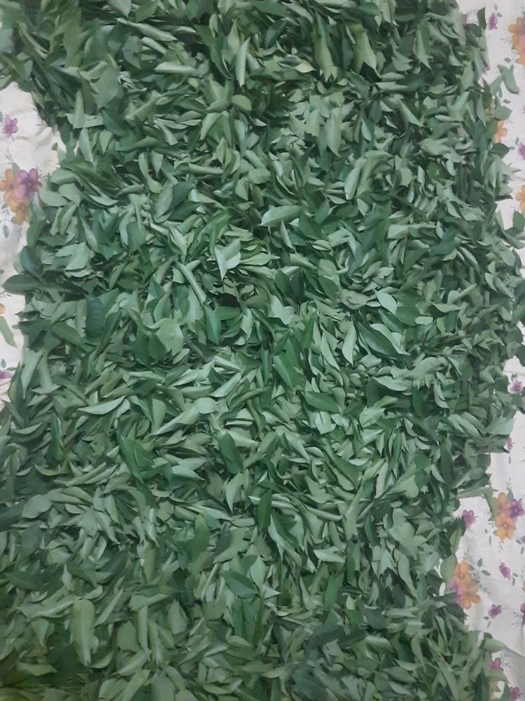 Curry Leaves 100gm