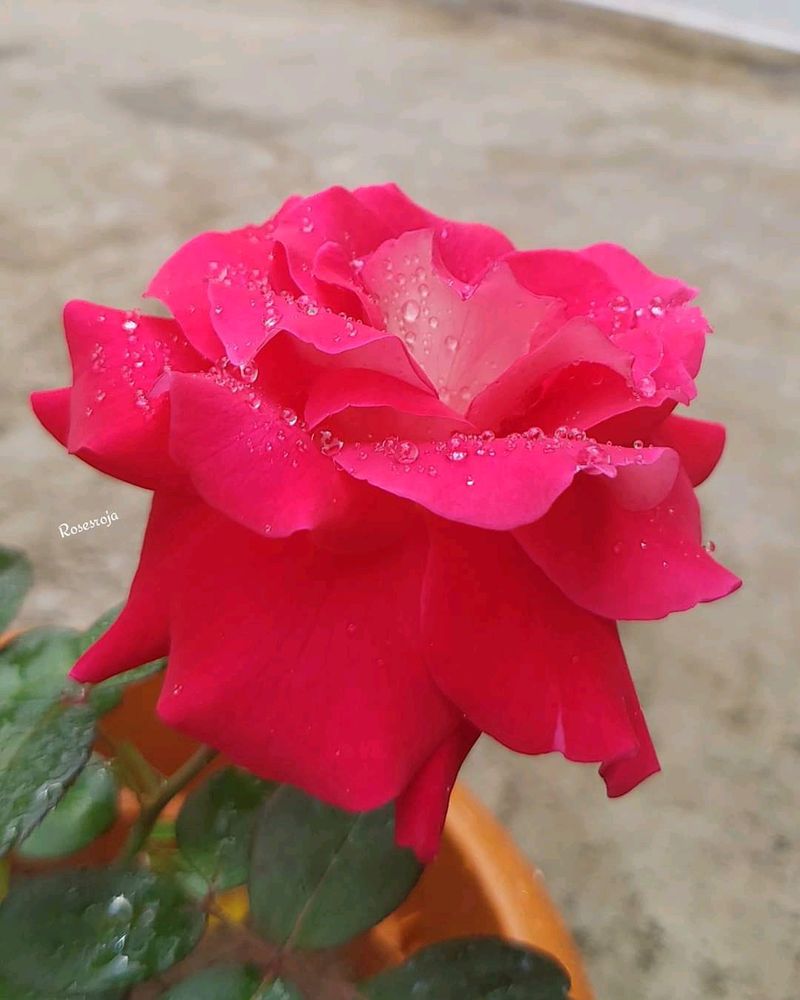 Rose / Gulab / hybrid plant / grafted