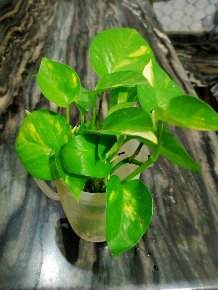 Money Plant With Rooting