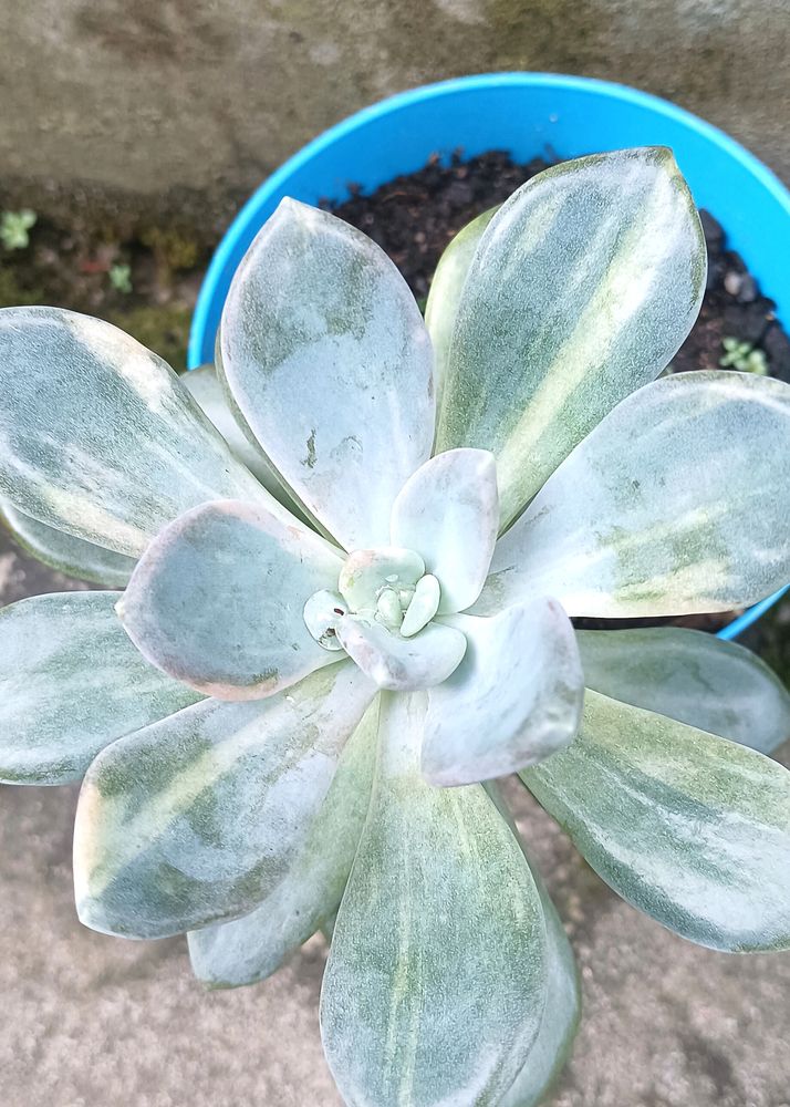 Variegated Succulent