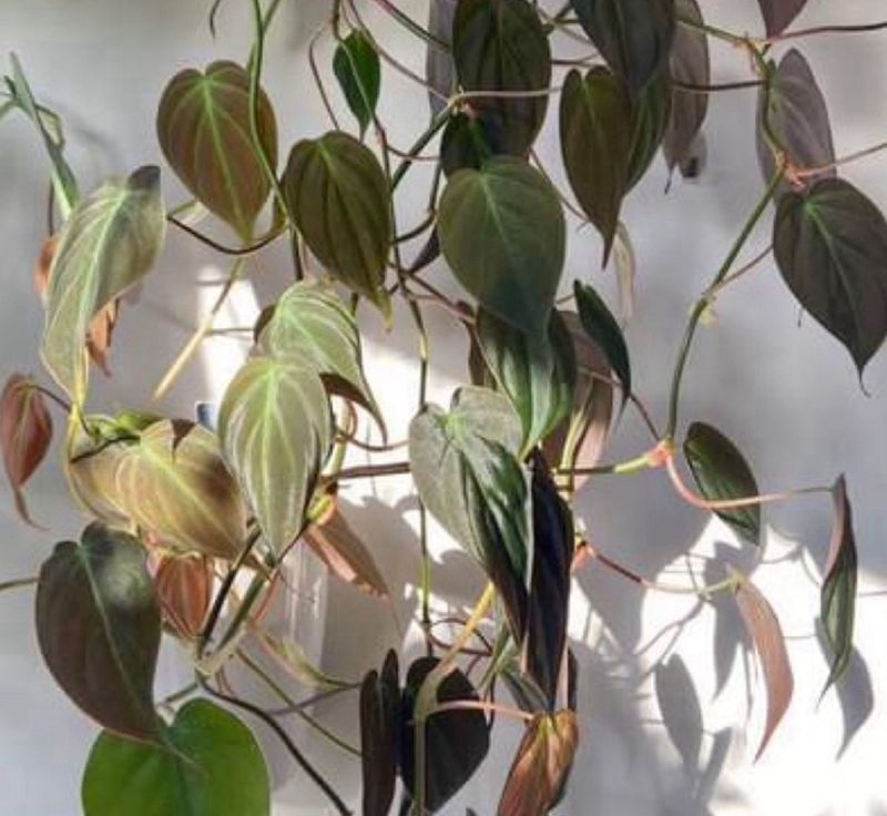 Philodendron Micans