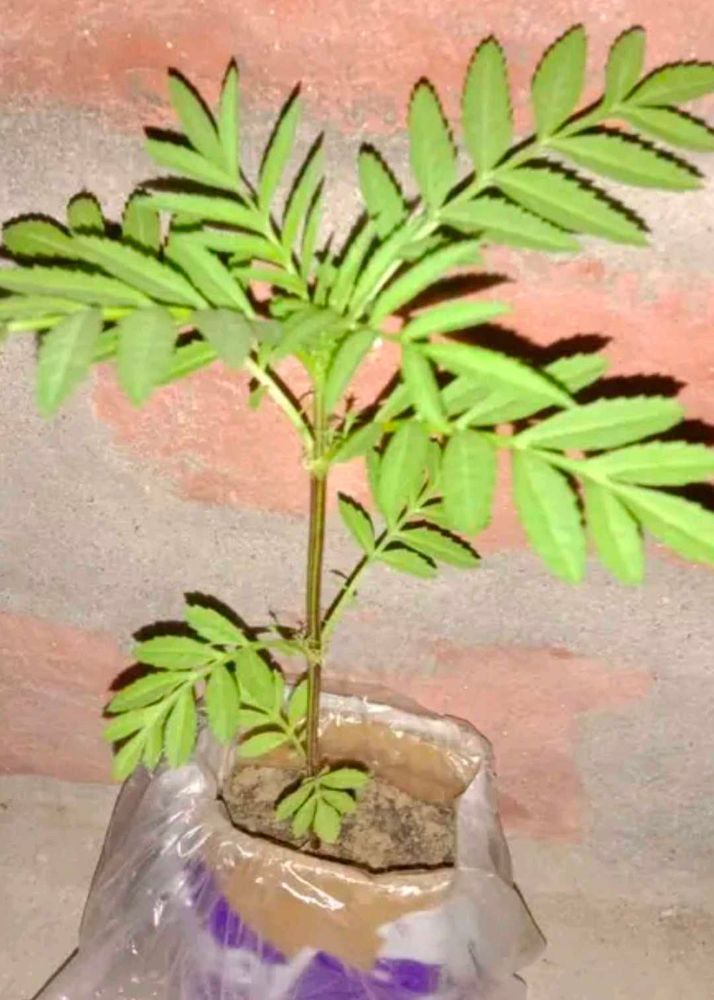 Combo Of Genda Nd Guldaudi Plant With Root