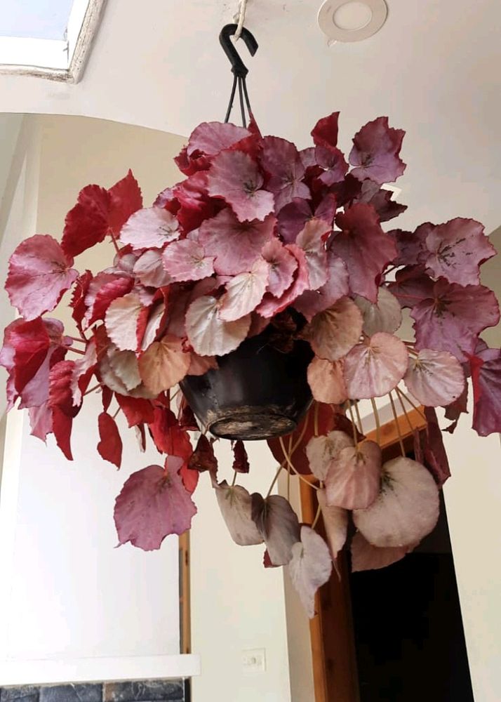 Begonia Rex Mature Plant For Sale