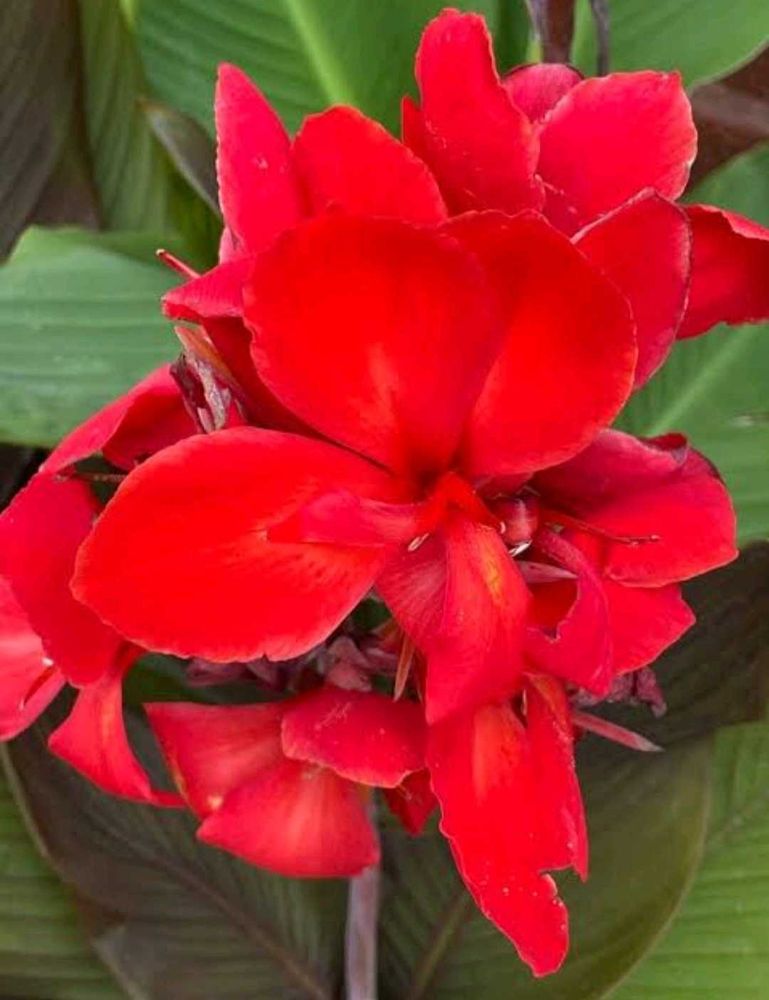 Red Canna Lilly Sapling