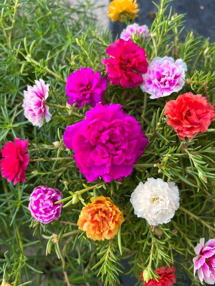 Portulaca Flowers (10 Plants Cuttings)