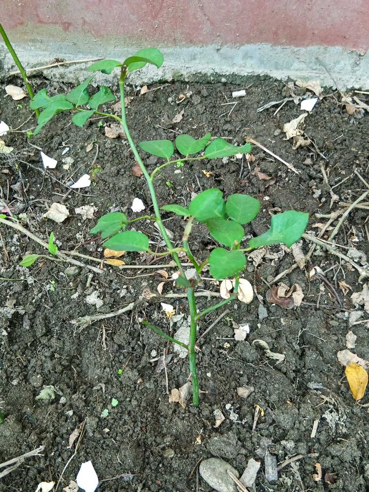 Pink Rose Plant