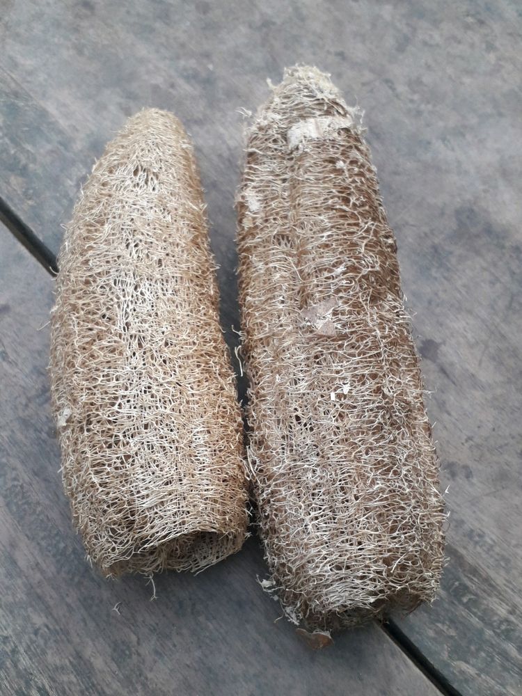 organic luffa pack of 2