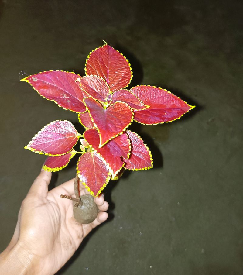 Coleus