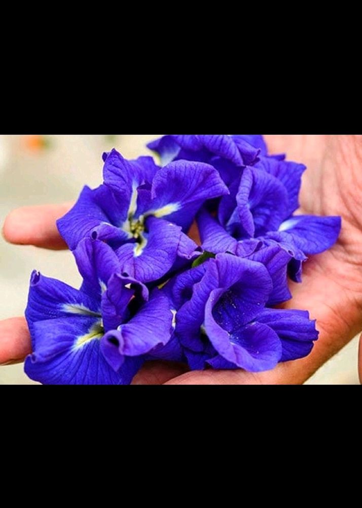 Butterfly Pea Flower 600