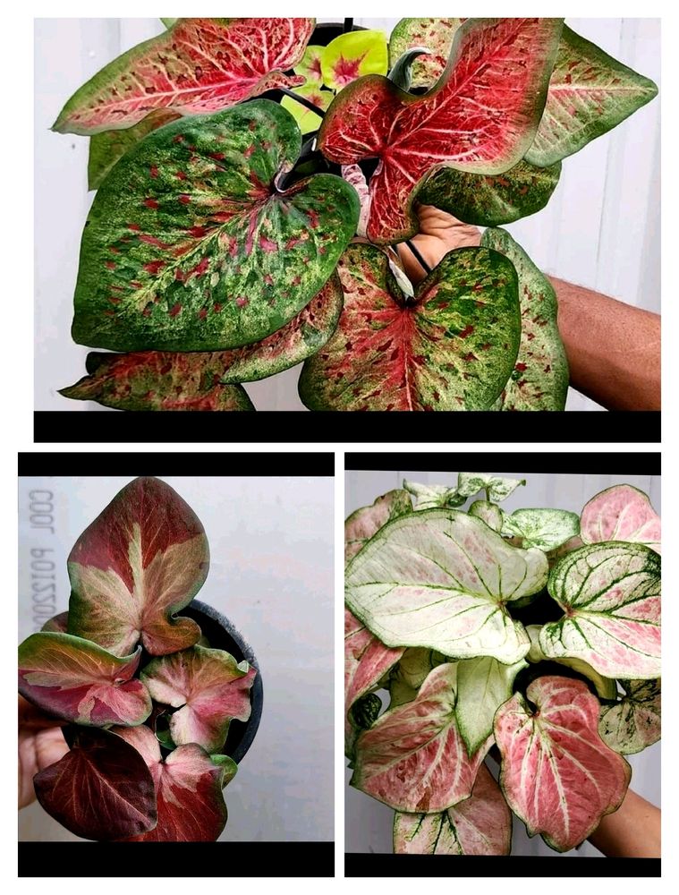 Combo Of Three Thai Caladium