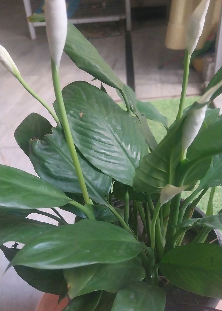 Peace Lily ( 1 Rooted and Healthy Plant)