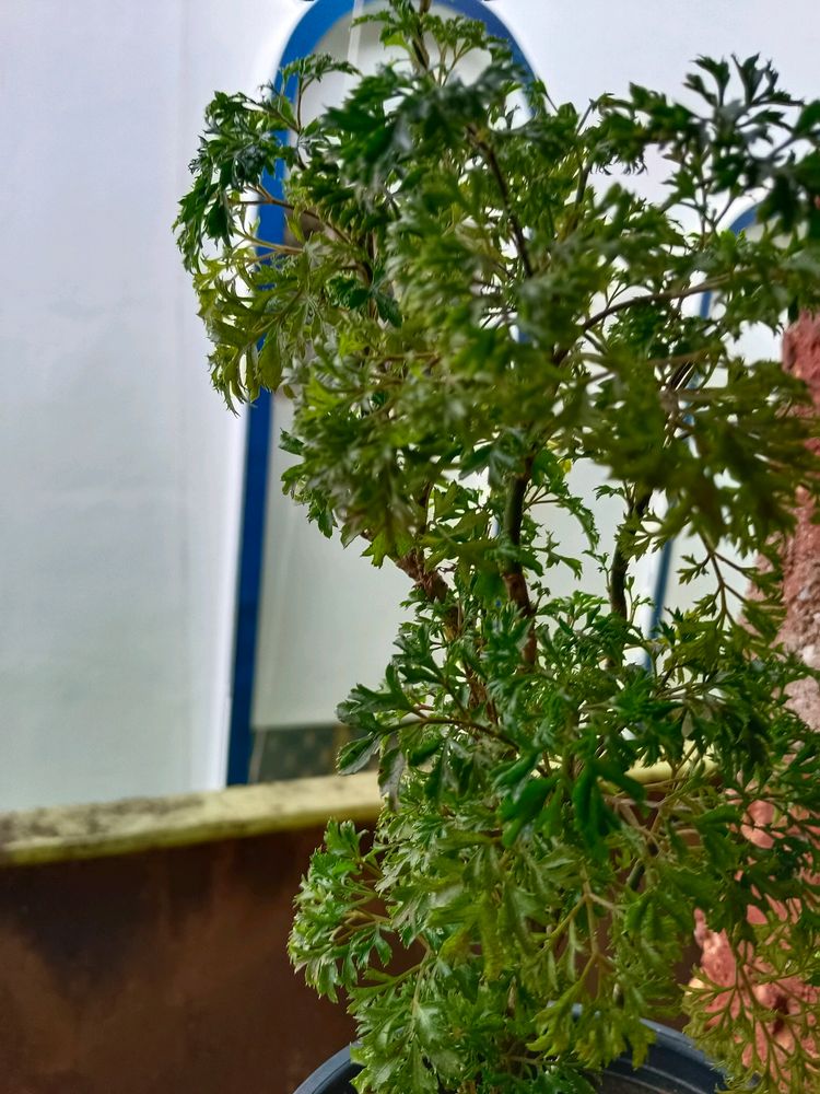 Aralia Bonsai Plant Well Rooted