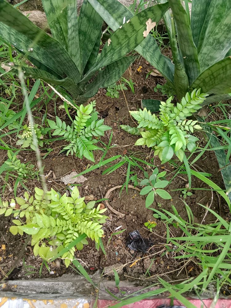 2 Curry Leaf Plants