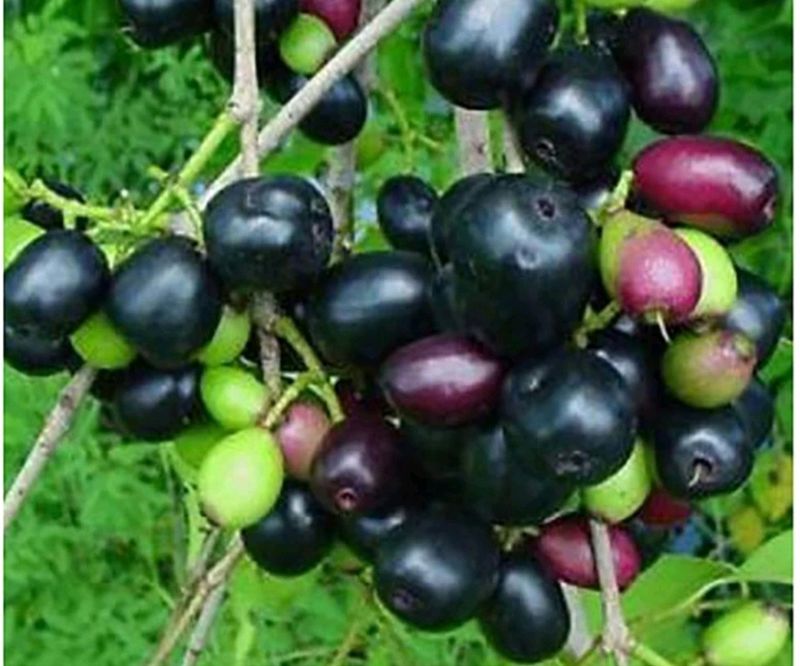 Black Berry Plant (Jamun)