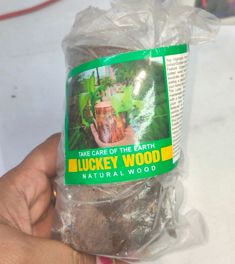 LUCKY WOOD | GOOD Luck plant