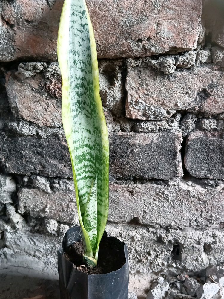 Snake Plant