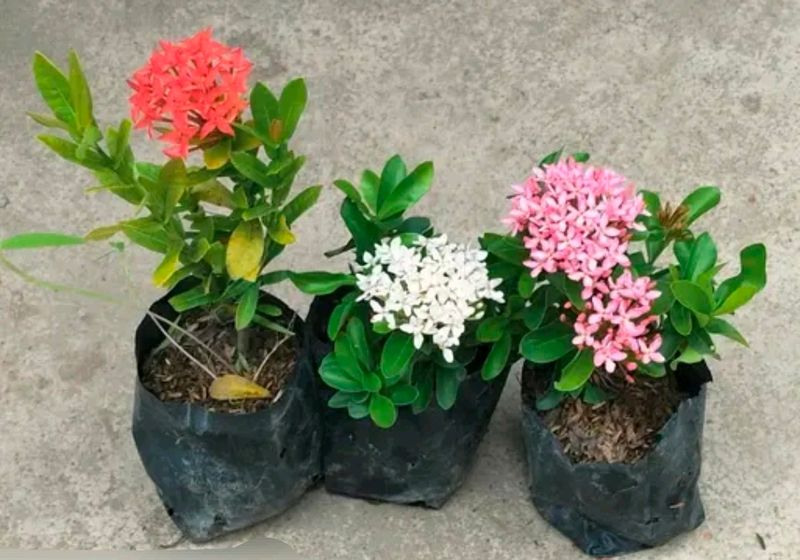 Combo Of 3 Vibrant Colors Ixora Flower Plant