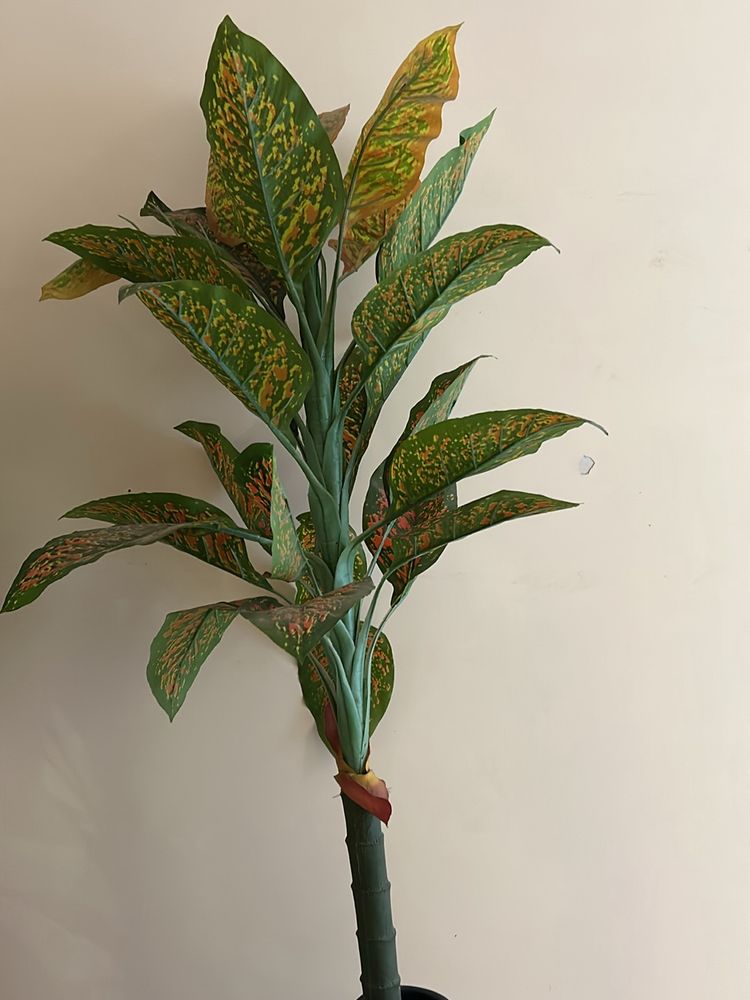 Artifical Long Plant 5.5feet Without Vase