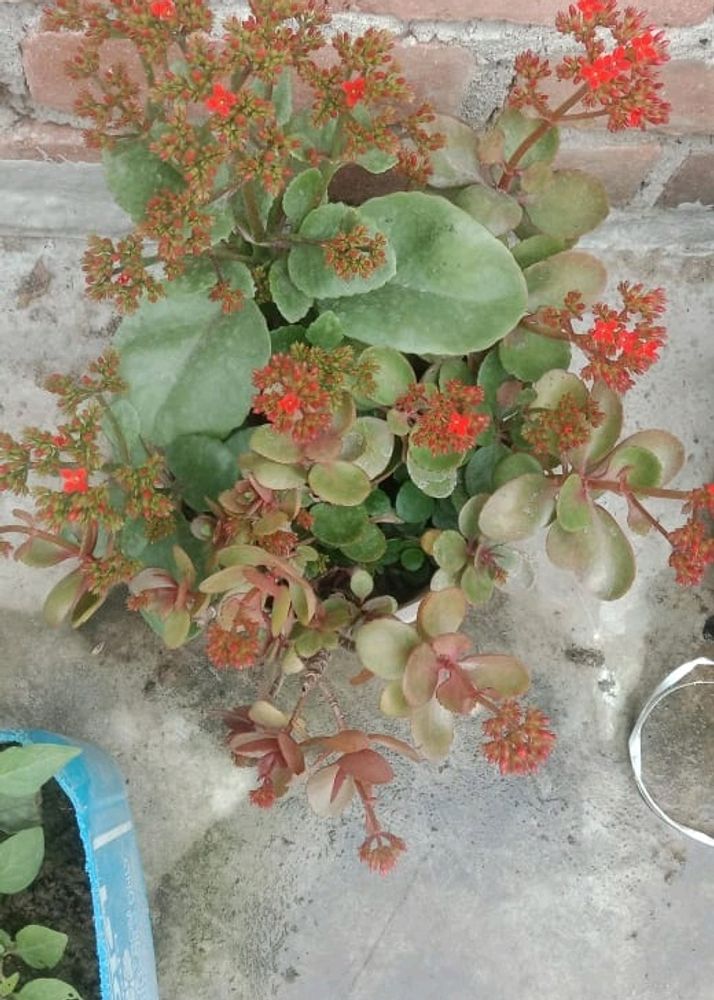 Kalanchoe Plant(3piece)