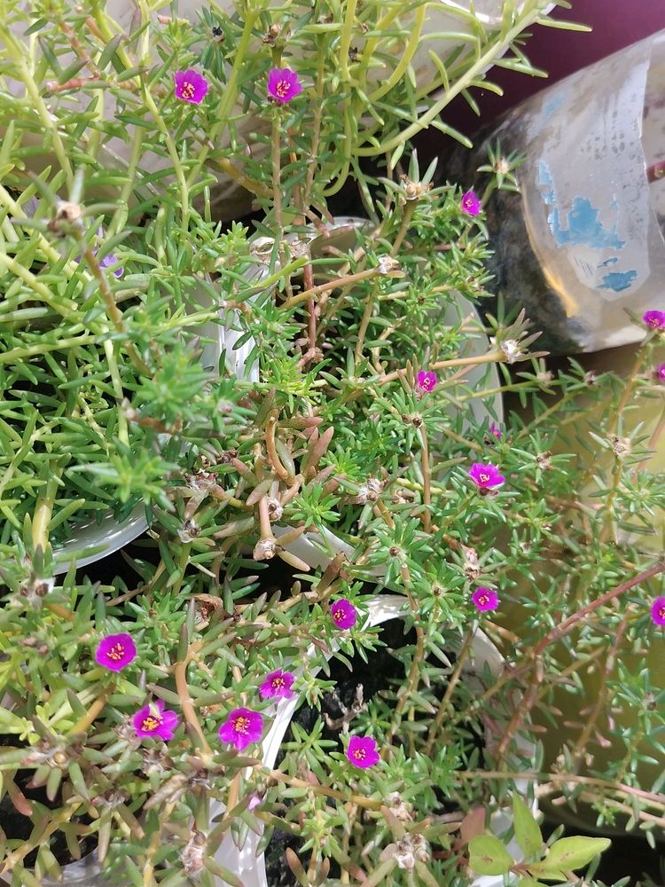 Portulaca pilosa Plant