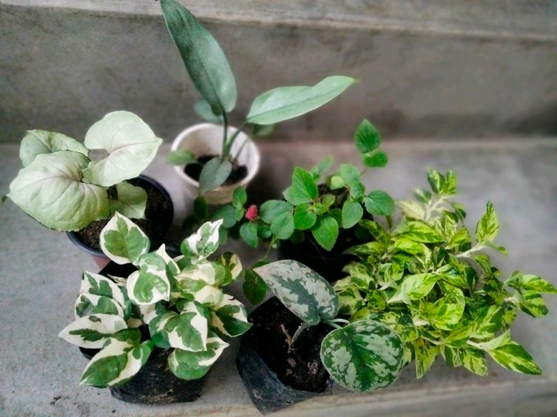 Mix Plants