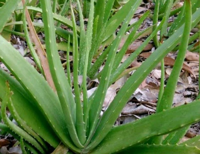 Aloevera Plants