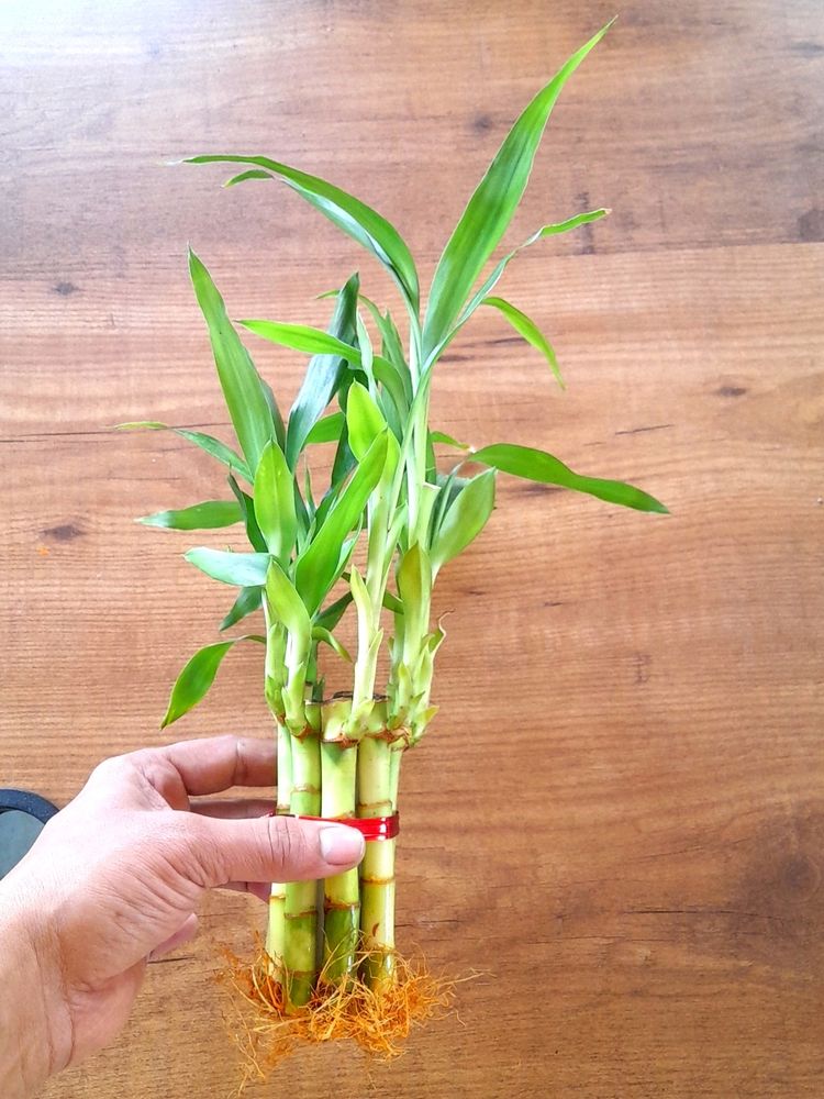 Lucky Bamboo 8 Inch 🌱