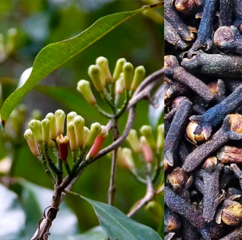 Clove/ Lavang Spice  Plant With Healthy Root