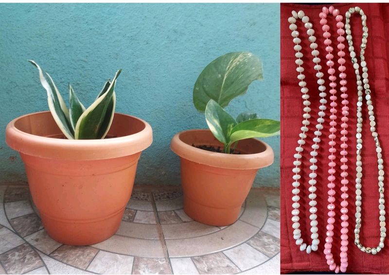 Combo - Snake Plant, Money Plant And Beads Chain